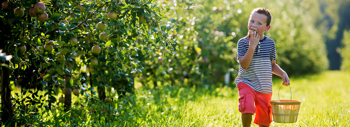 Boy in a striped shirt holding a basket and eating an apple from Northwest Indiana Orchards