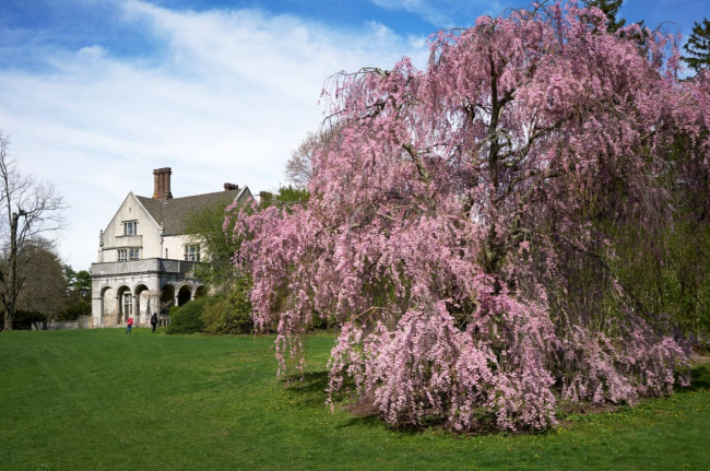 planting fields cherry blossoms