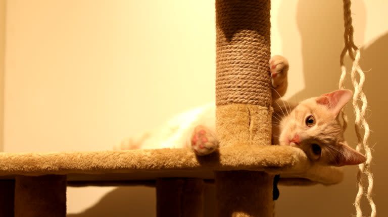 Cat-Paws-at-the-Mall