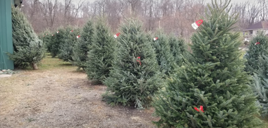 Gazvoda Christmas Tree Farm