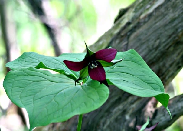 Trillium red