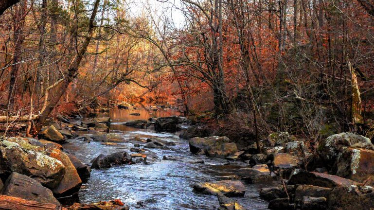 Duke Forest