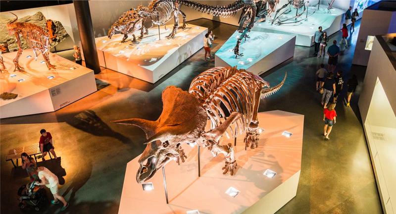 Dinosaur Skeleton In The Houston Museum Of Natural Science