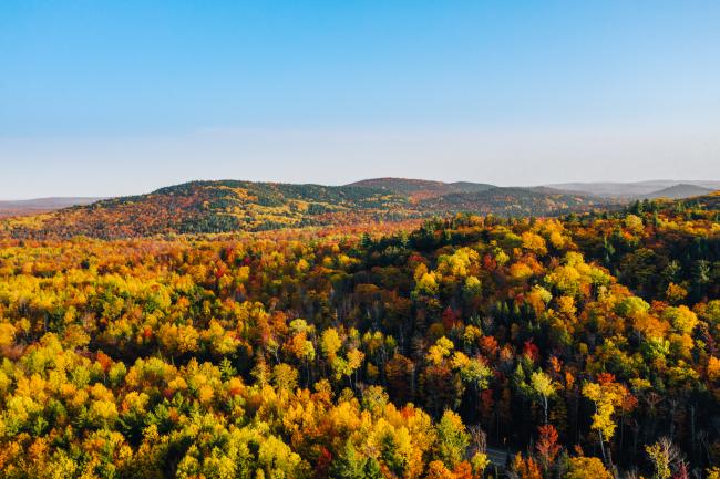 Fall color