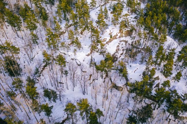 Aerial view of snowy trees in Marquette, MI.