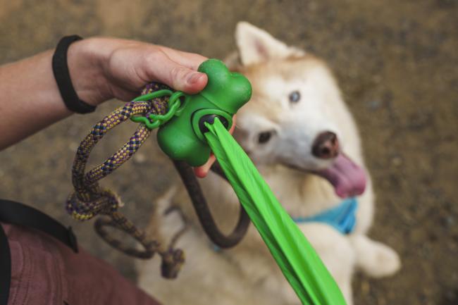 A dog looking up at its owner grabbing a poo bag to dispose of waste.