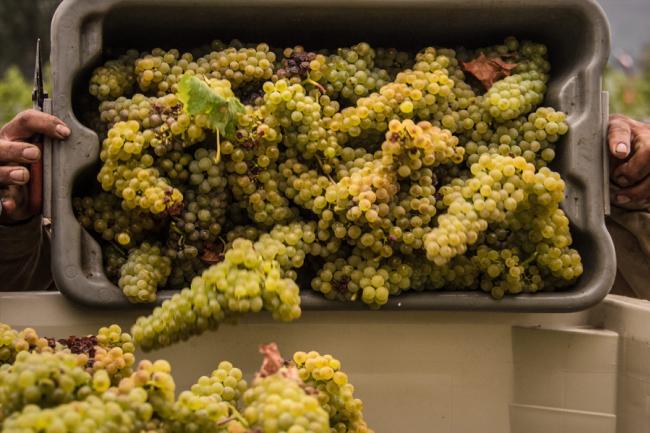 Napa Valley Sustainability