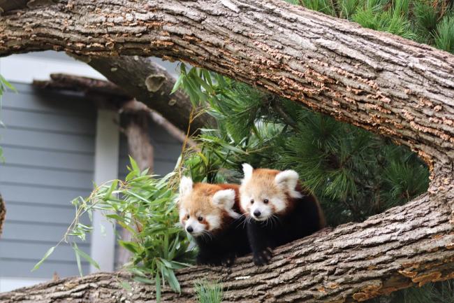 Two red pandas on a log at the Seneca Park Zoo