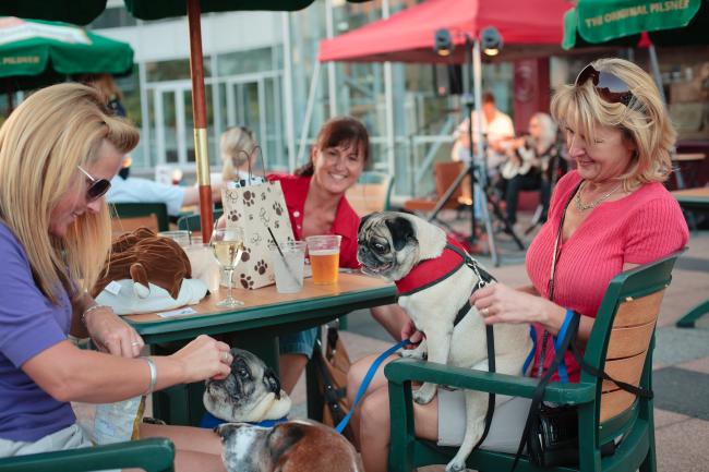 Dog Friendly Photo