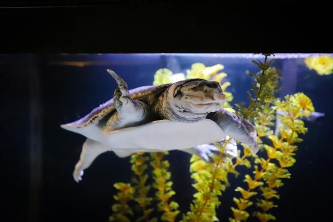 Living Shores Aquarium: Florida Softshell Turtle in a Water-Filled Tank Enclosure