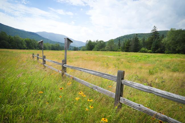Great Glen Trails - Flowers