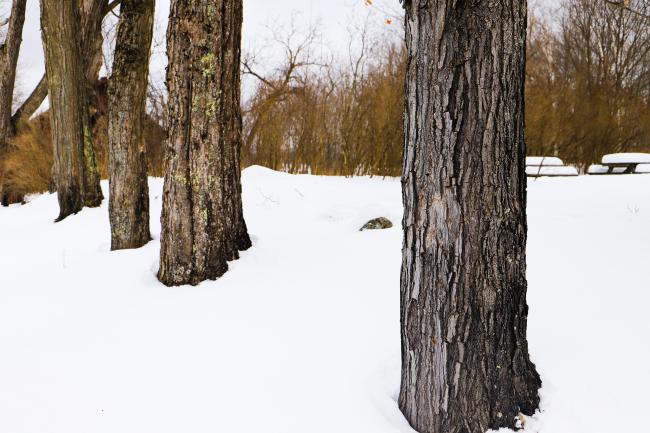 Sugar Maple Stand (Winter)