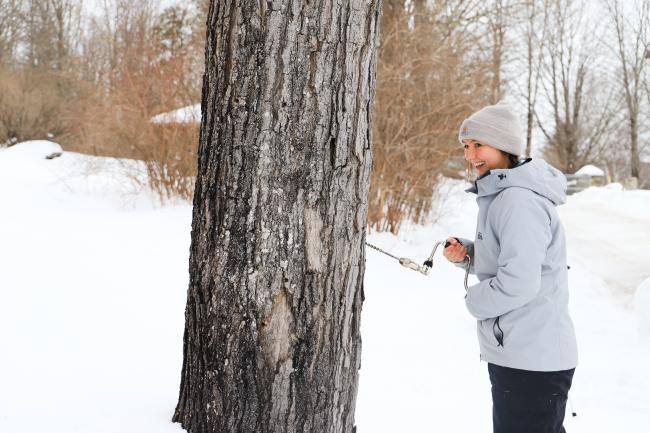 Woman Drilling a Sugar Maple Tree