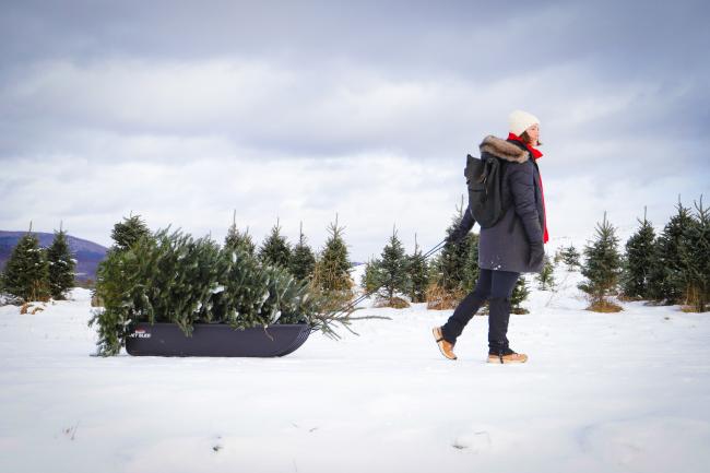 The Rocks (Cut Your Own Christmas Tree) - Woman Pulling Sled Holding Christmas Tree