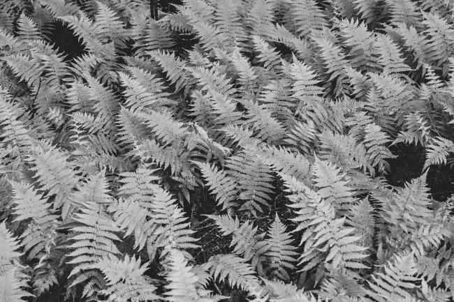 black and white photo of ferns
