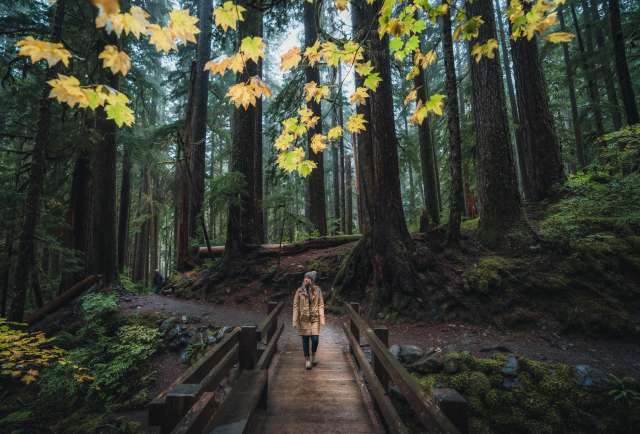 Picture at Olympic National Park woman hiking in forest