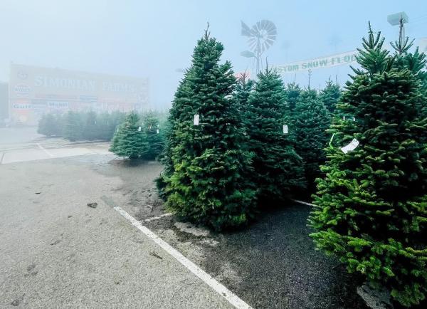 Christmas tree goes up in flames outside California hotel