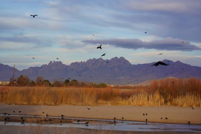 Bird watching at Mesilla Valley Bosque