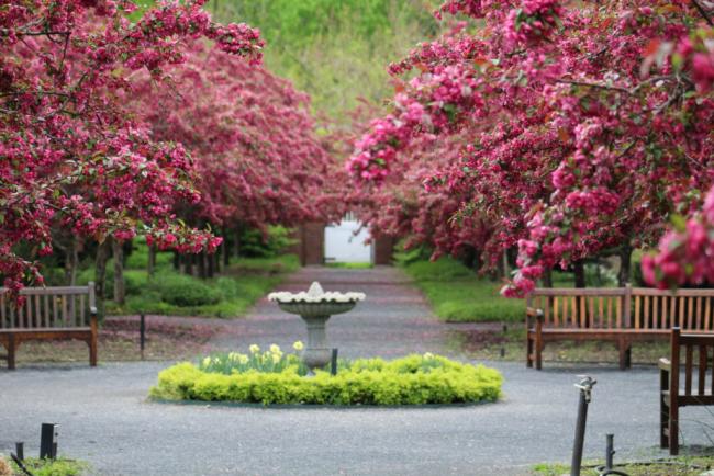 This Park Near NYC Has More Cherry Blossom Trees Than Washington