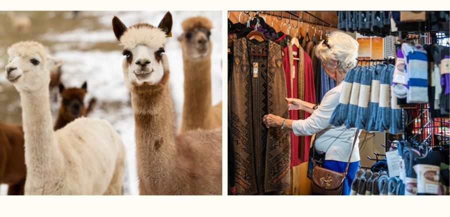 Alpaca Collage