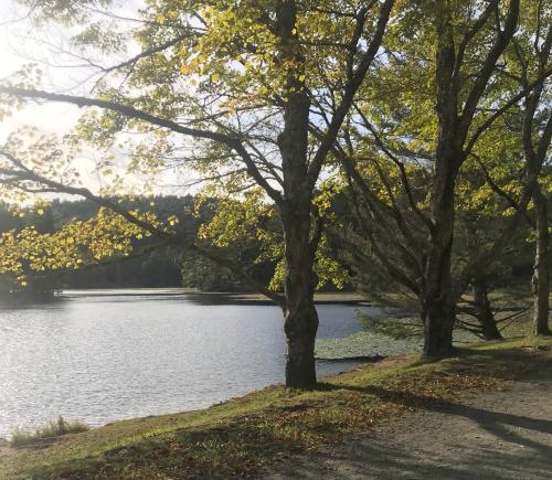 Bass lake is to the left of the frame with trees lining the shoreline on the right. Lilly pads can be seen in the water and a gravel path is visible on the ground.