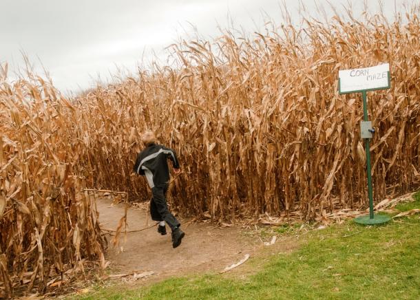Child running into corn maze