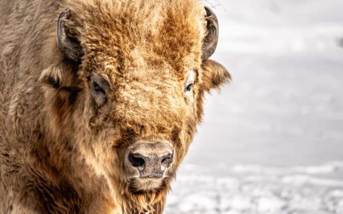 Bison View Cabins