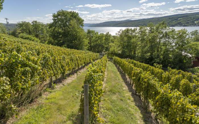 Point of the Bluff Vineyards