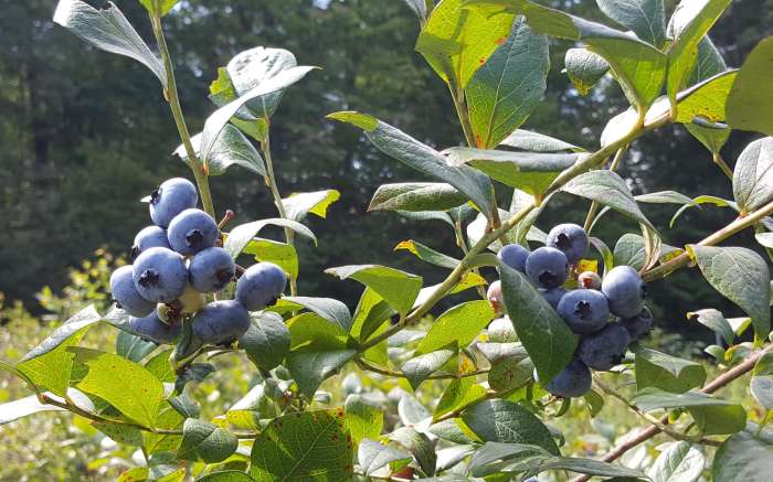Parkland Berry Farm