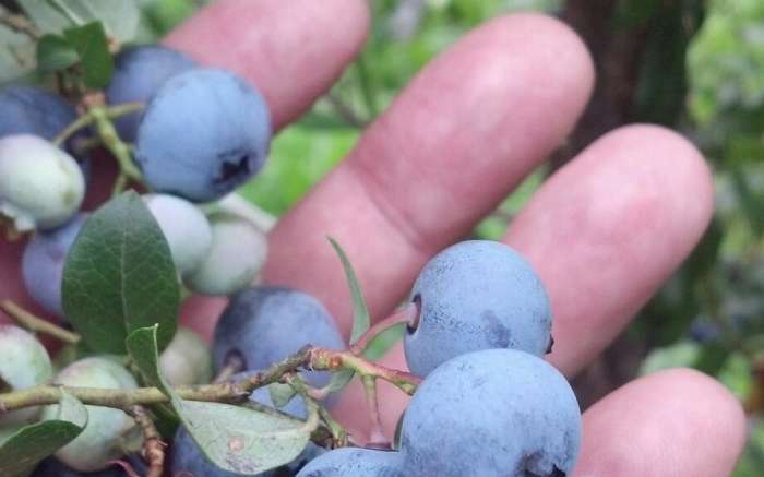 Parkland Berry Farm