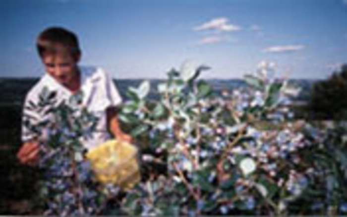Blueberry Hill