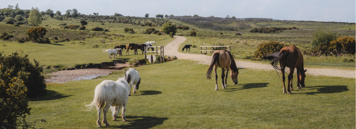 Ponies gathered by a pathway and stream in the New Forest