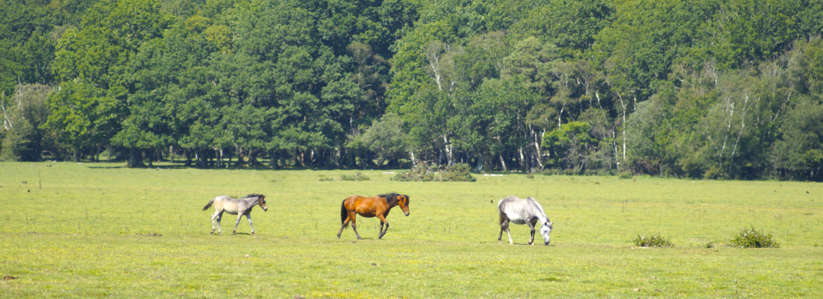 Three ponies walking across grassland in the New Forest