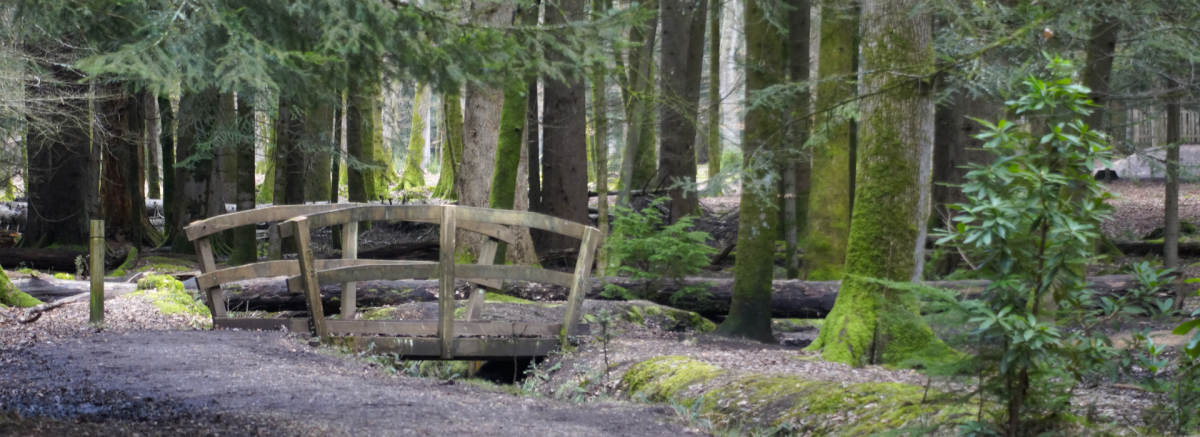 Bridge at the start of the Tall Trees Trail at Blackwater, Rhinefield in Brockenhurst in the New Forest