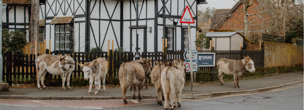 Donkeys outside historic building in Brockenhurst in the New Forest