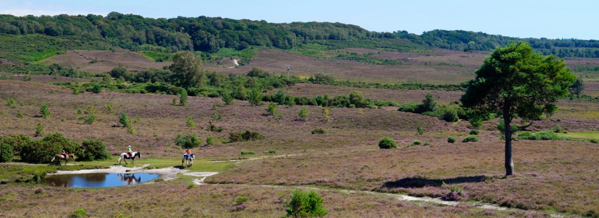 Horse riding at Burley during summer in the New Forest