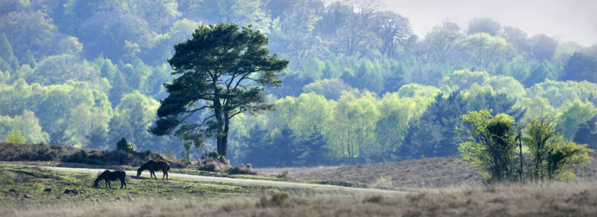Ponies and trees on a misty summers day in the New Forest