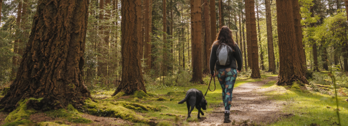 Woman walking among pine trees in the New Forest with her dog