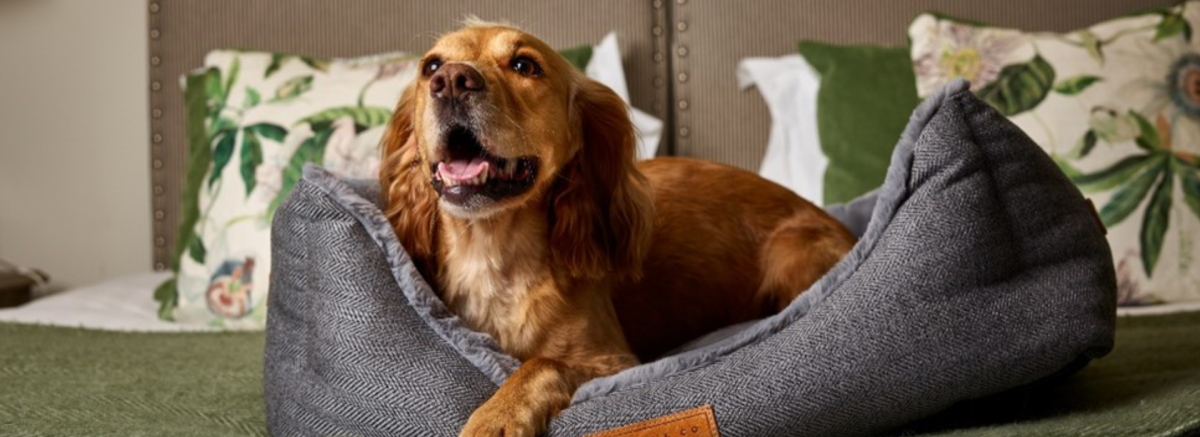 Dog in bed on hotel bed at The Montagu Arms in the New Forest