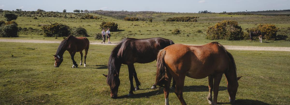 Two women walking at Ashley Walk at Godshill near free roaming ponies in the New Forest