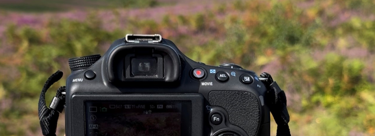 Camera looking onto heather heathland in the New Forest