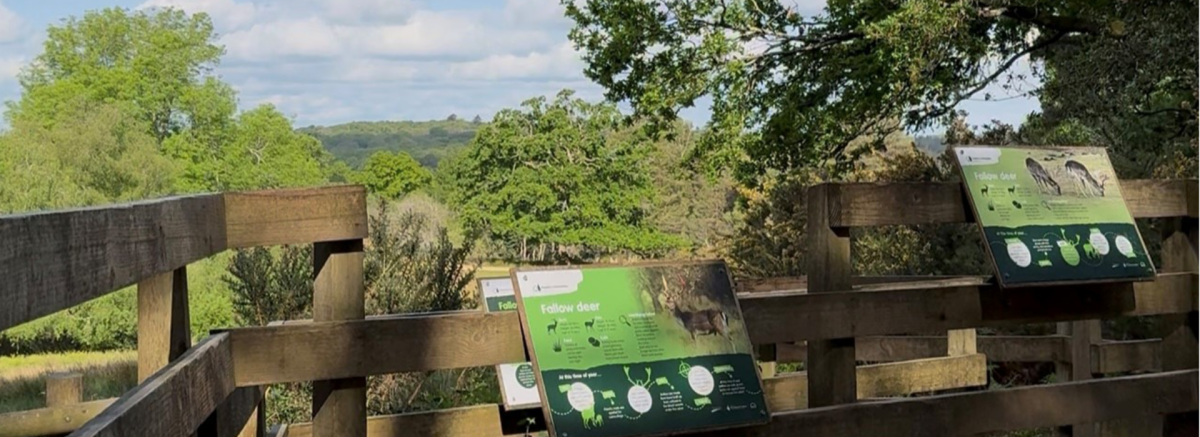 Bolderwood deer sanctuary watching platform in the New Forest