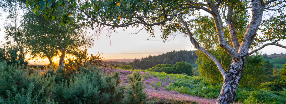 Photograph of heather at sunset in the New Forest