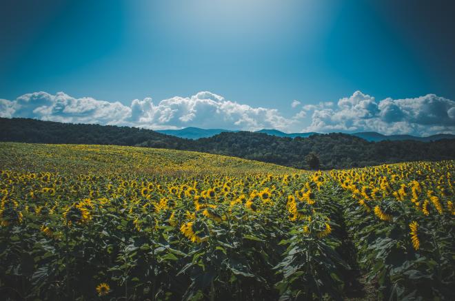 Sunflower Festival - Beaver Dam Farm, Virginia