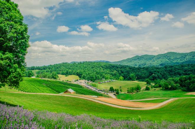 Beliveau Farm Winery Lavender Festival