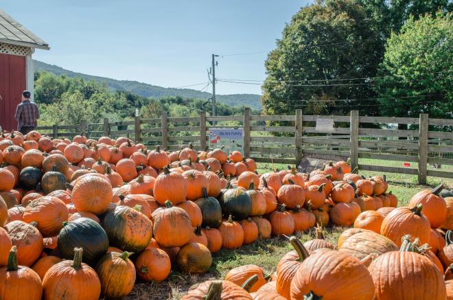 Jeter Farm - Pumpkins