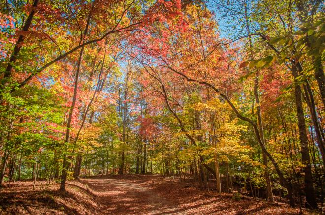 Fall Colors - Explore Park Hiking Trail - Roanoke, VA
