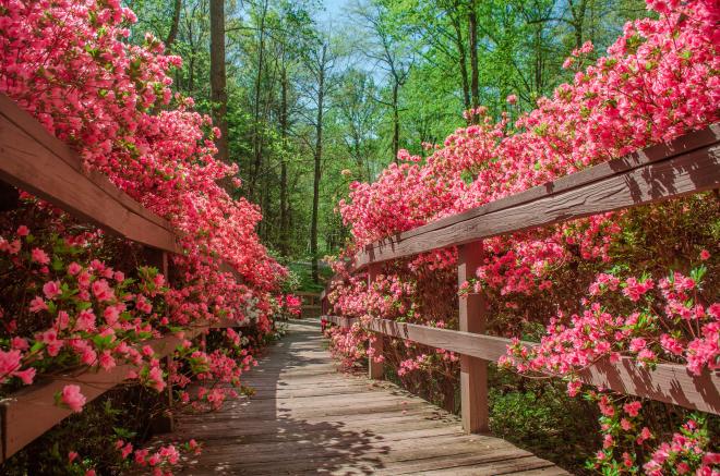 Azaleas blooming at Happy Hollow Gardens - Roanoke County, VA