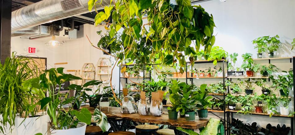 Plant People Shop