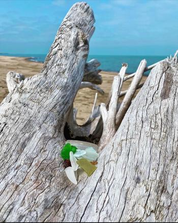Pile of beach glass on drift wood by Charlotte Hernandez